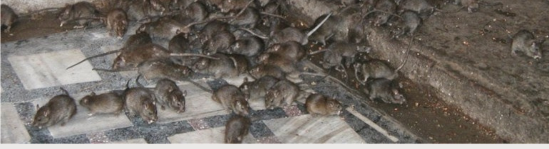 Infestação de Ratos, Como se livrar. 24 HORAS